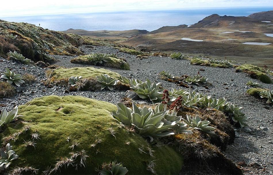 Klimawandel bedroht einzigartige Pflanzenarten auf Macquarie Island